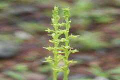 Coeloglossum densum